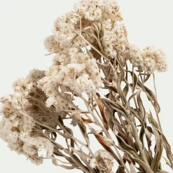 Fleurs Séchées*alinea Botte d'anaphalis séchée H55cm - Blanc
