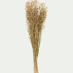 Fleurs Séchées*alinea Botte de Passerages séchées H55cm - Jaune