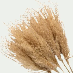 Fleurs Séchées*alinea Botte de roseau séchée H55cm - Beige