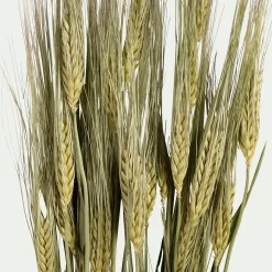 Loisirs Créatifs|Fleurs Séchées*alinea Botte d'orge sechée 55cm - naturel Vert