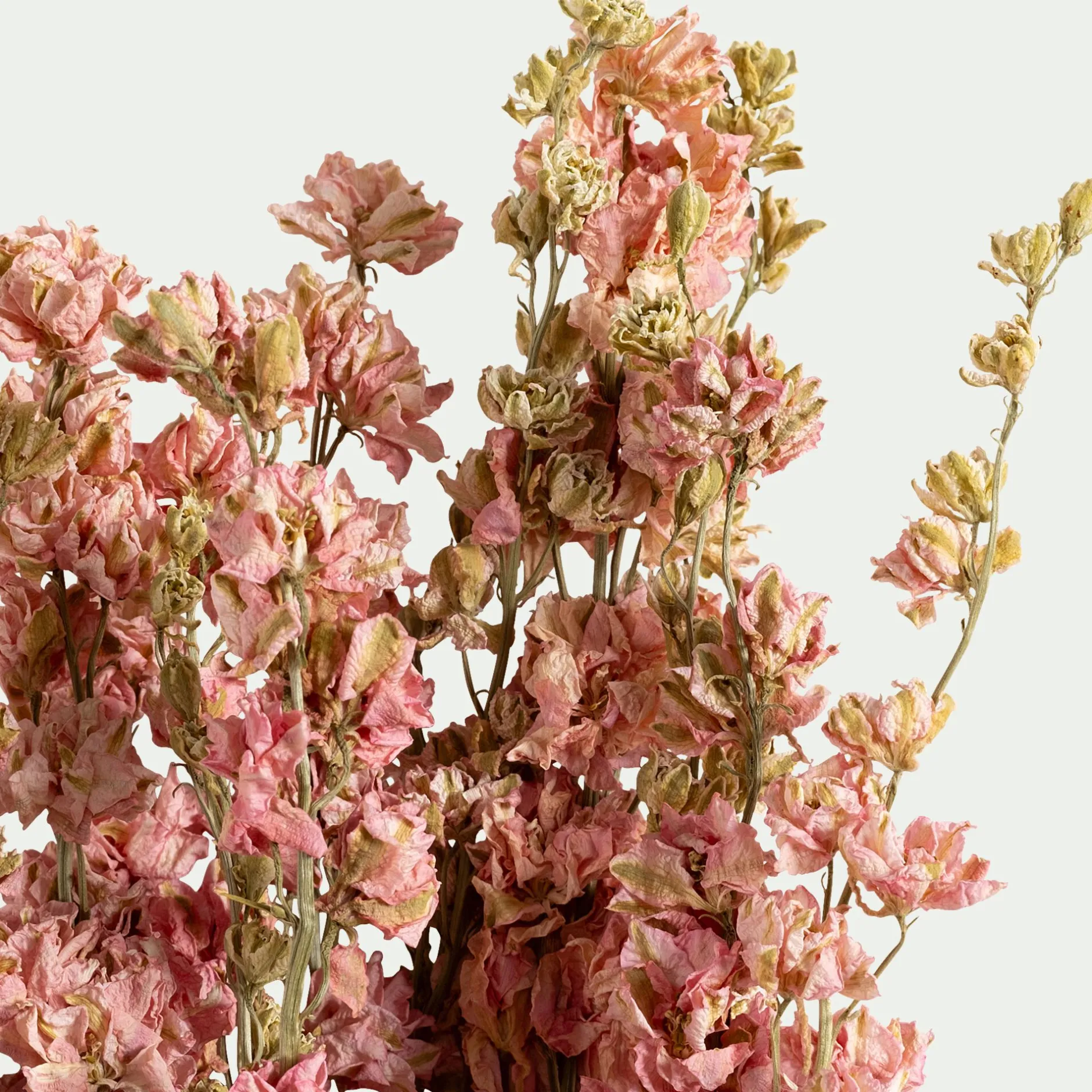 Loisirs Créatifs|Fleurs Séchées*alinea Bottes de dauphinelles séchées 55cm - Rose