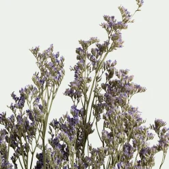 Loisirs Créatifs|Fleurs Séchées*alinea Bottes de saladelles sinuées séchées 55cm - violet