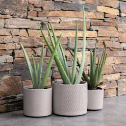 Plante Artificielle*alinea Plante artificielle aloe - H52cm Vert