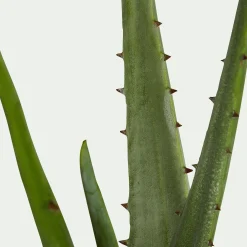 Plante Artificielle*alinea Plante artificielle aloe - H52cm Vert