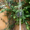 Plante Artificielle*alinea Succulente suspendue artificielle - vert H73cm